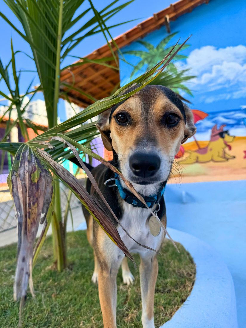 Cãozinho no espaço com mural de praia