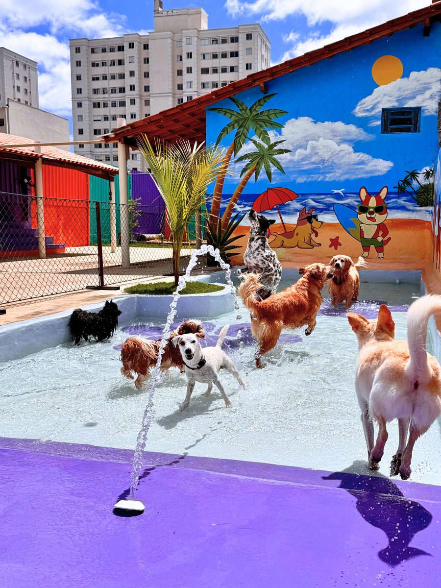 Cães se divertindo na piscininha da Play Dog