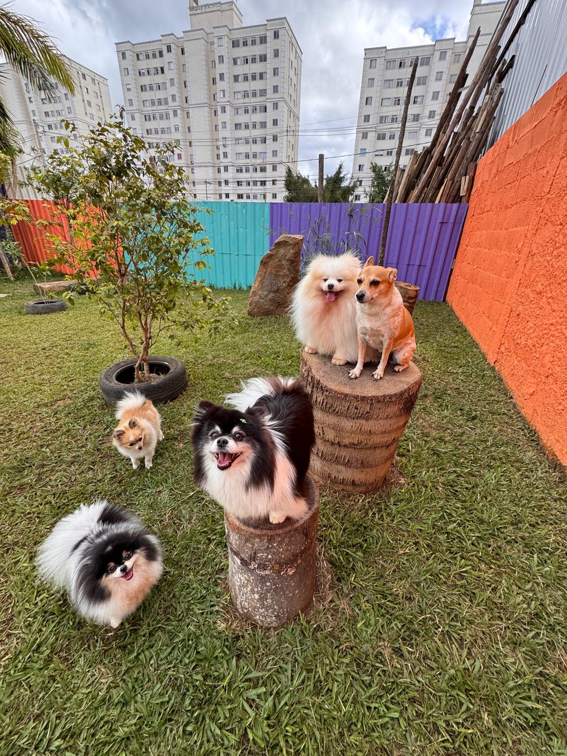 Lulus da Pomerânia na creche Play Dog