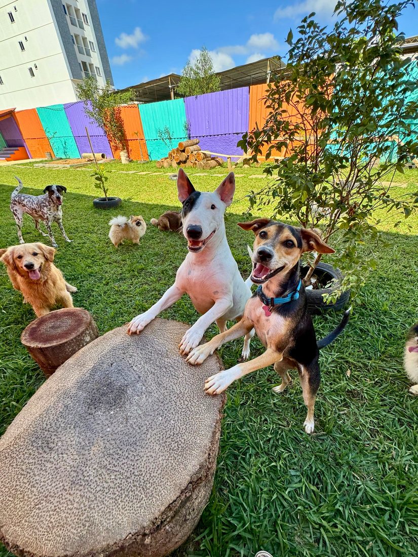 Turma de cães posando felizes na Play Dog