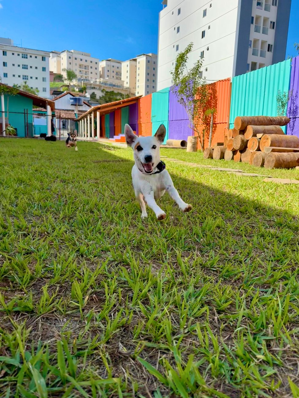 Cachorro correndo feliz no gramado da Play Dog