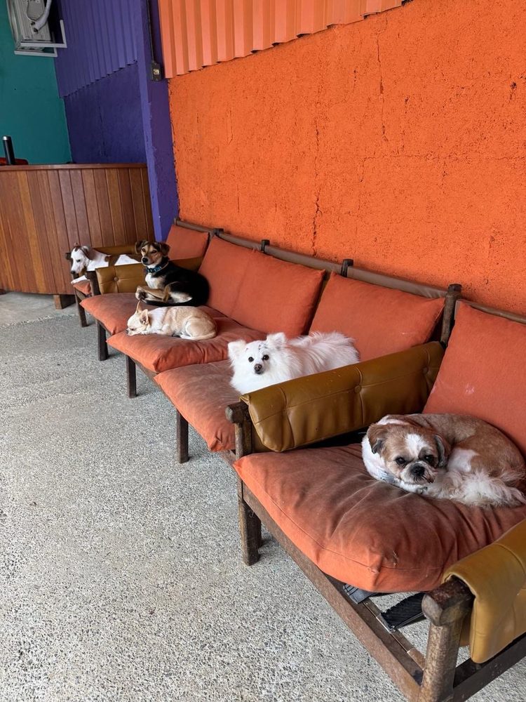 Cães descansando no sofá da Play Dog